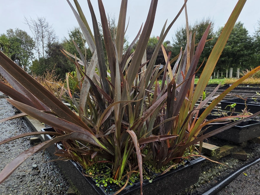 10x Purple Mountain Flax - $1.99 each