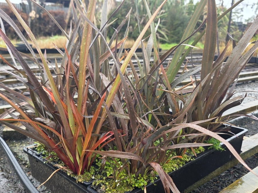 10x Purple Mountain Flax - $1.99 each
