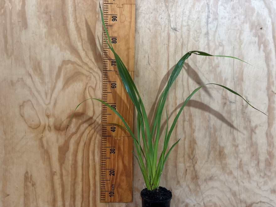 Phormium Cookianum Green - XL Size
