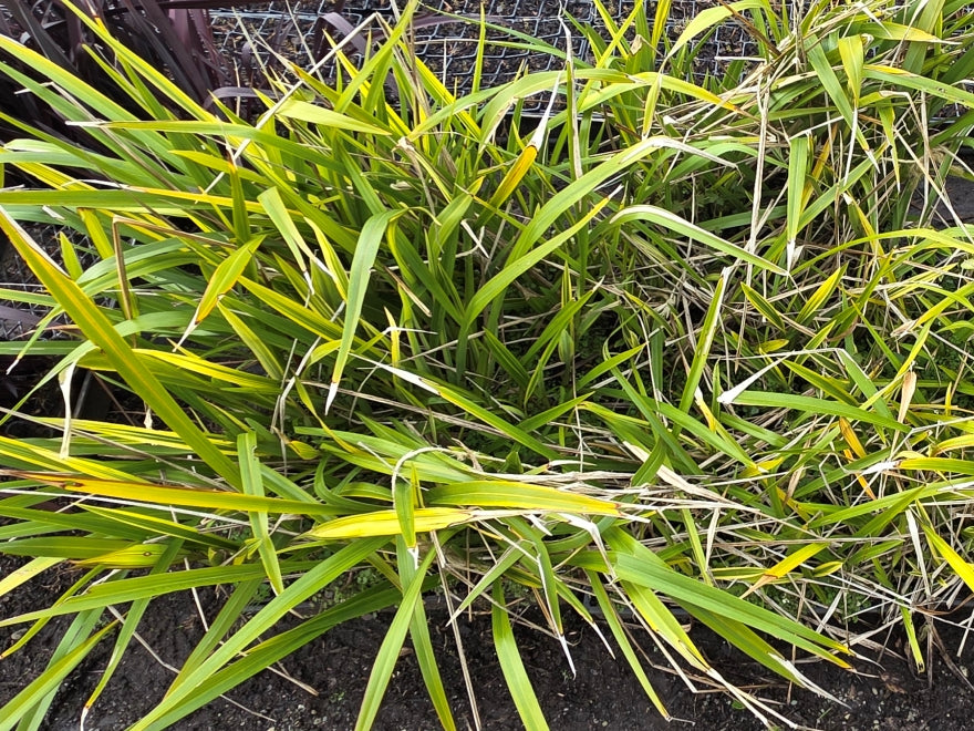 5x Phormium Duet - $1.99 each