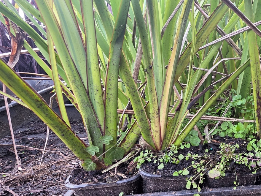 5x Phormium Duet - $1.99 each