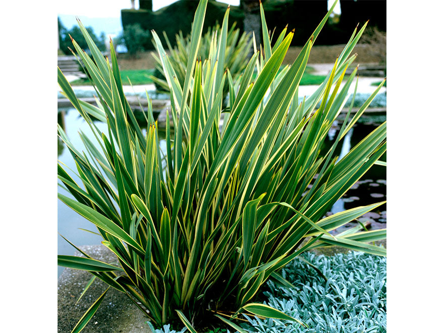 Phormium Duet