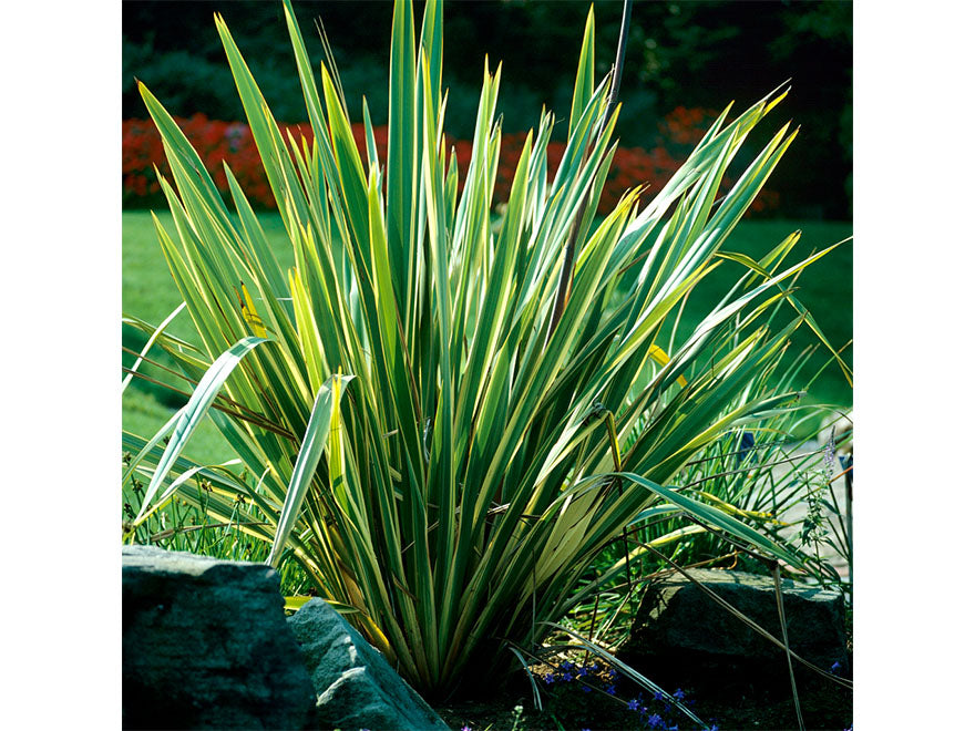 Phormium Duet