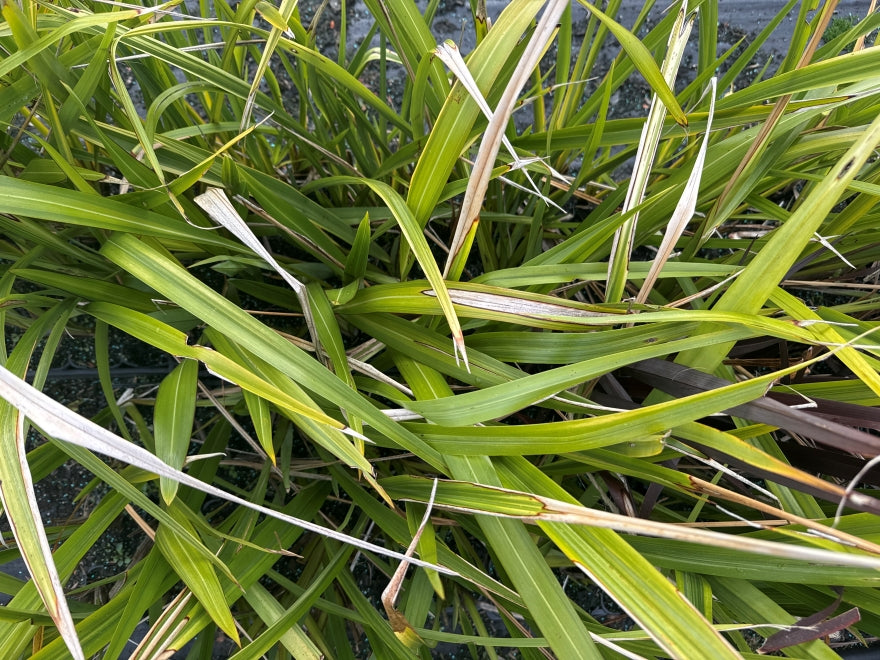 5x Phormium Duet - $1.99 each