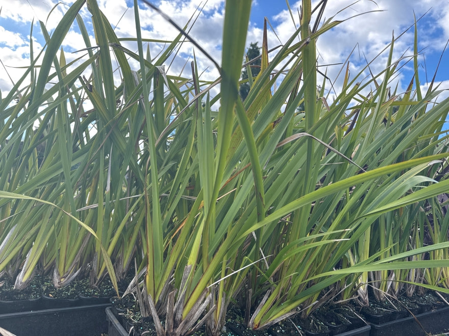 5x Phormium Duet - $1.99 each