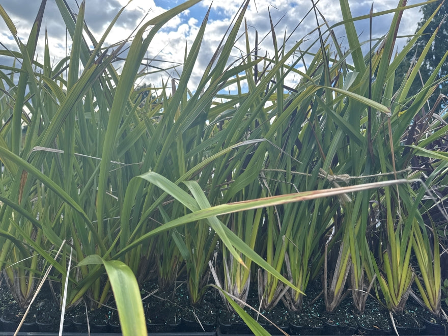 5x Phormium Duet - $1.99 each