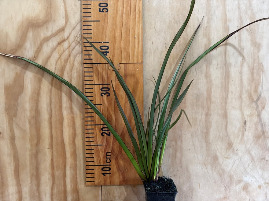 5x Phormium Jack Spratt - $9.99 each