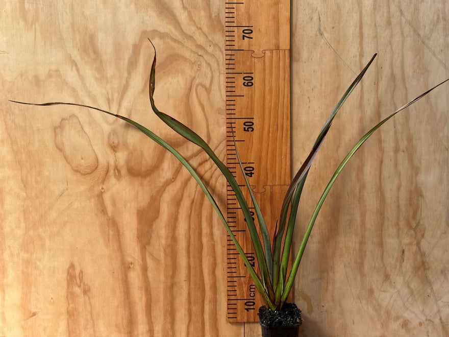 25x Phormium Jack Spratt - $9.99
