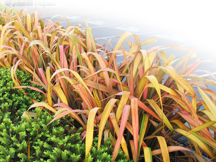 5x Phormium Jester - $12.99 each