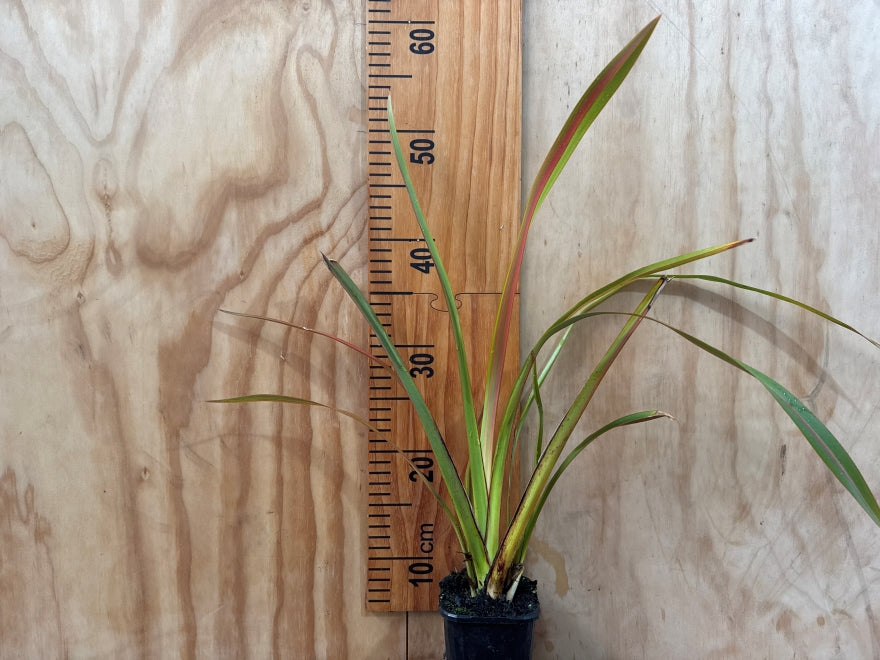 5x Phormium Jester - $12.99 each