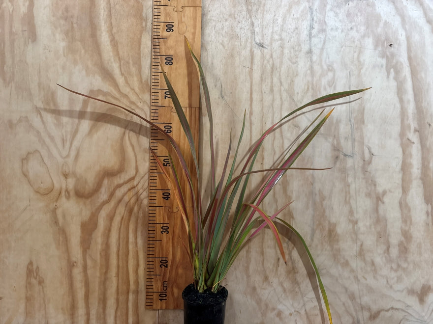 Phormium Jester
