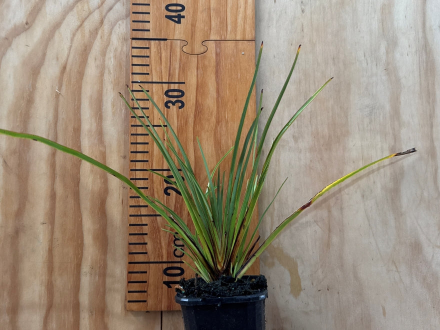 25x Phormium Pepe - $9.99 each