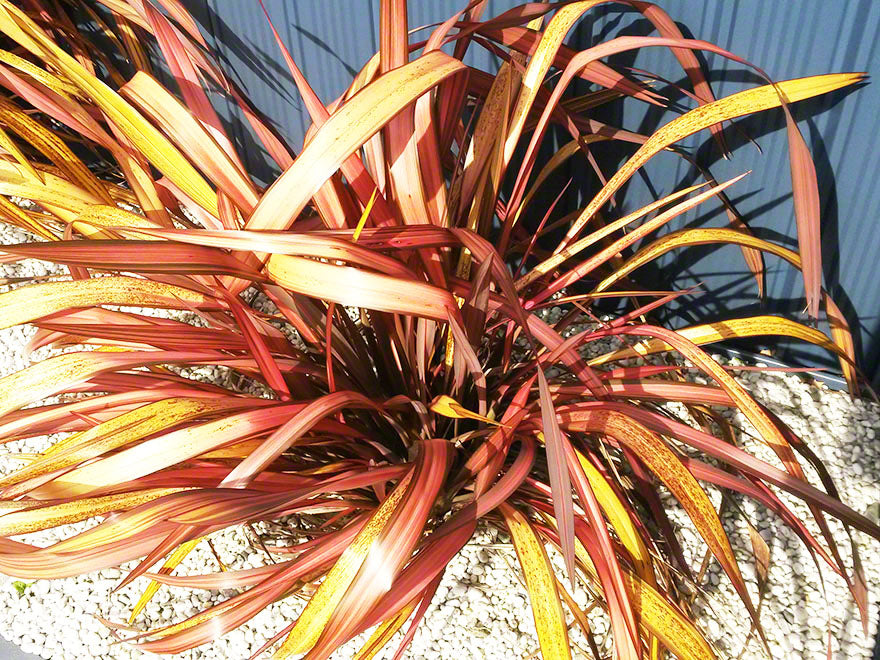 5x Phormium Pink Panther - $12.99 each