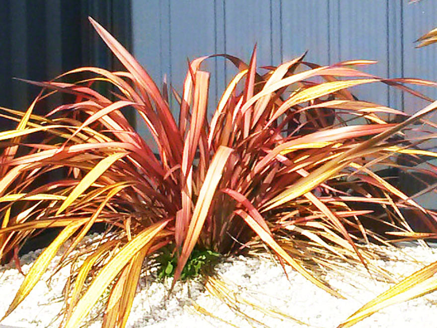 5x Phormium Pink Panther - $12.99 each