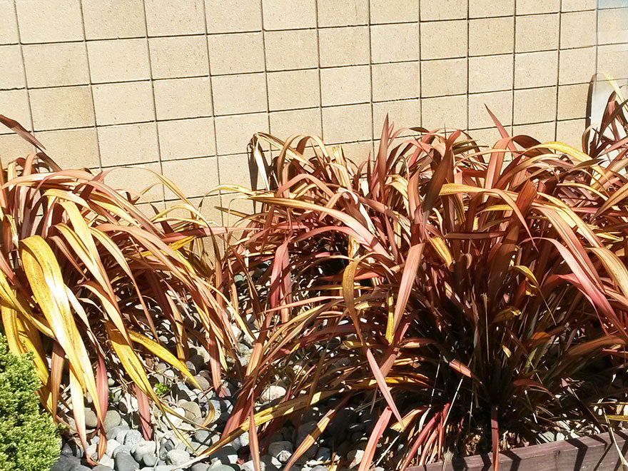 5x Phormium Pink Panther - $12.99 each