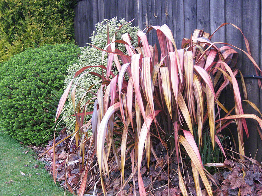 5x Phormium Pink Panther - $12.99 each