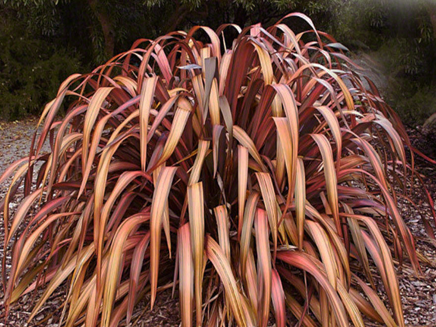 5x Phormium Pink Panther - $12.99 each