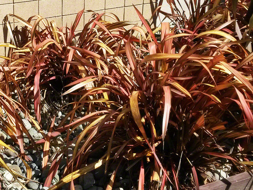 5x Phormium Pink Panther - $12.99 each