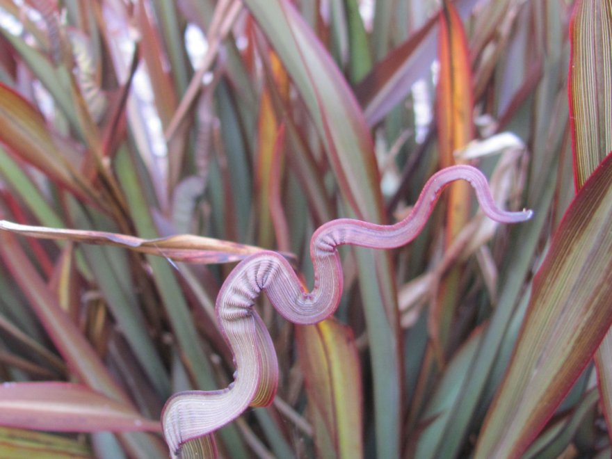 Phormium Surfer Bronze