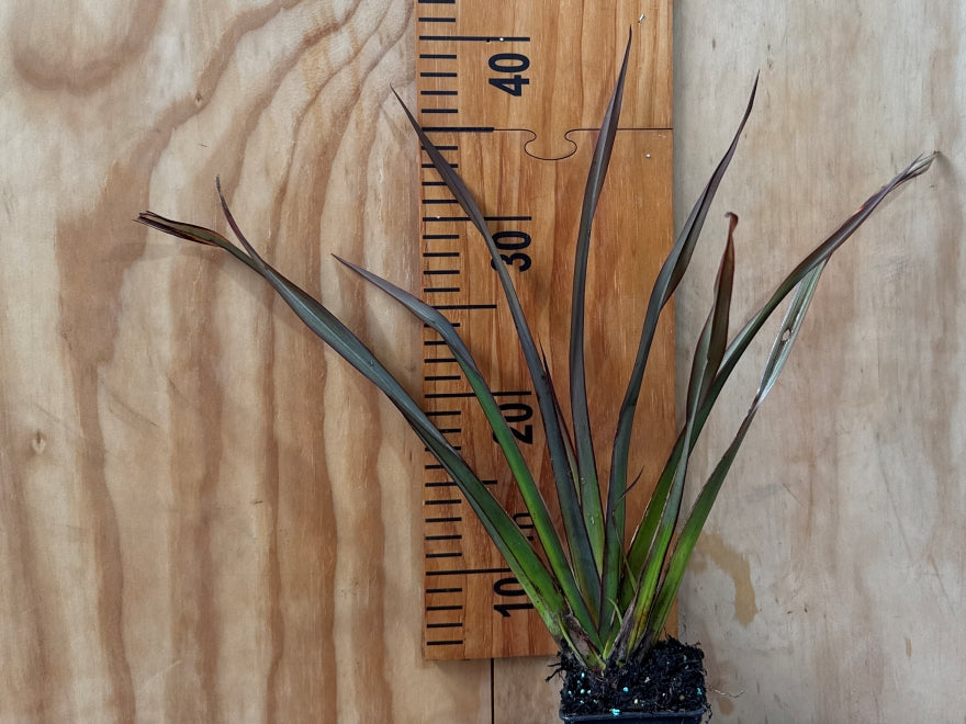 Phormium Surfer Bronze