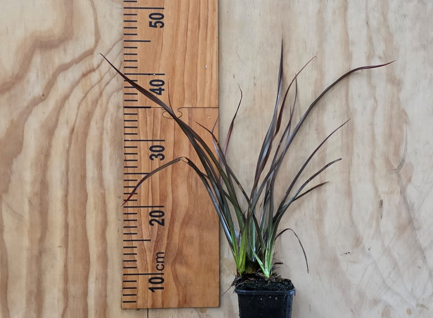 Phormium Surfer Bronze