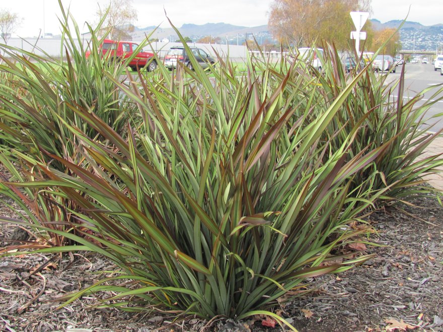 Phormium Jack Spratt