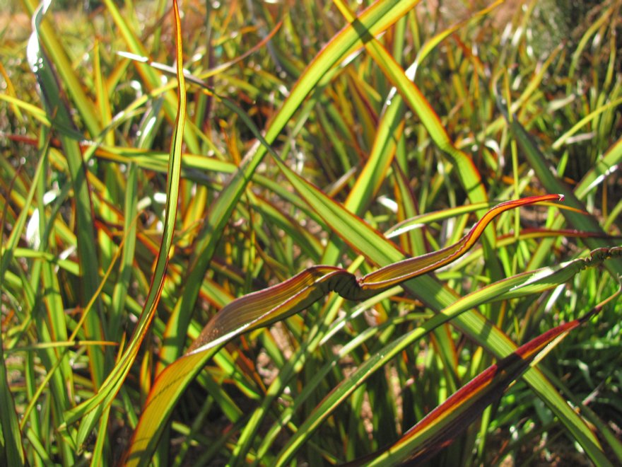 5x Flax Surfer Green - $9.99 each