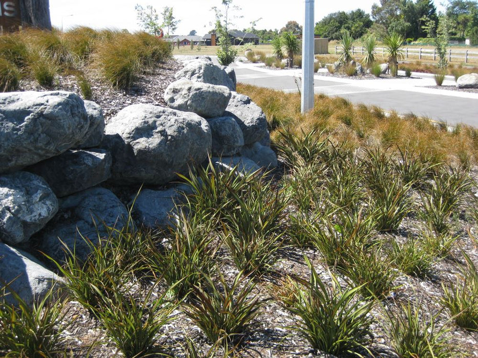 25x Flax Surfer Green - $10.99 each