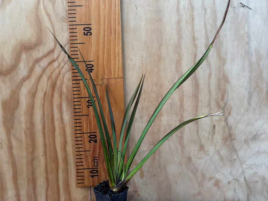 Phormium Surfer Green