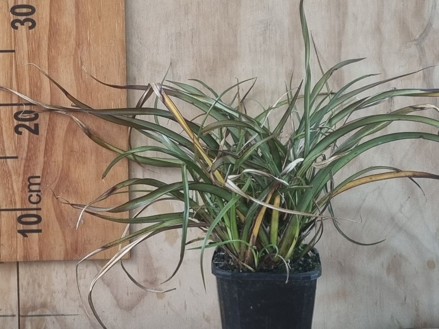 Phormium Surfer Green