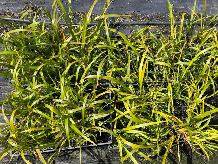 10x Harakeke - $1.99 each