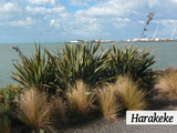 500x Riparian Combo - $3.59 each