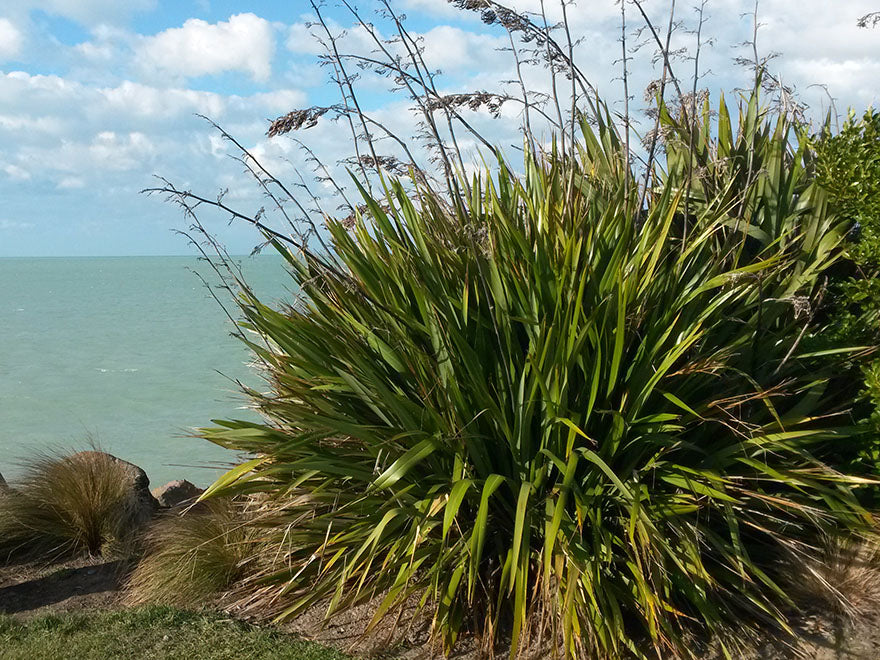 Phormium Tenax Green