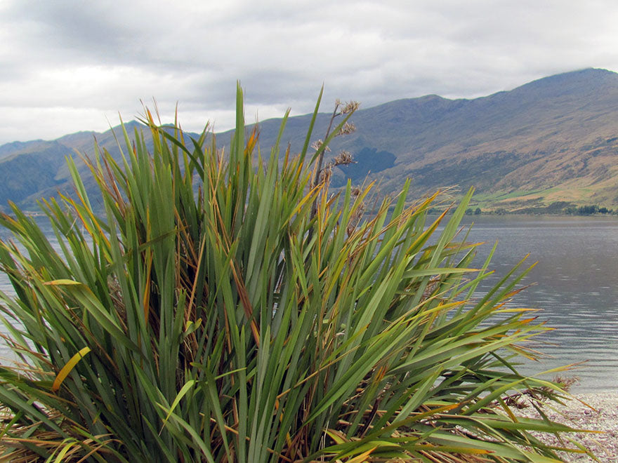 100x Harakeke - NZ Flax - $4.99 each