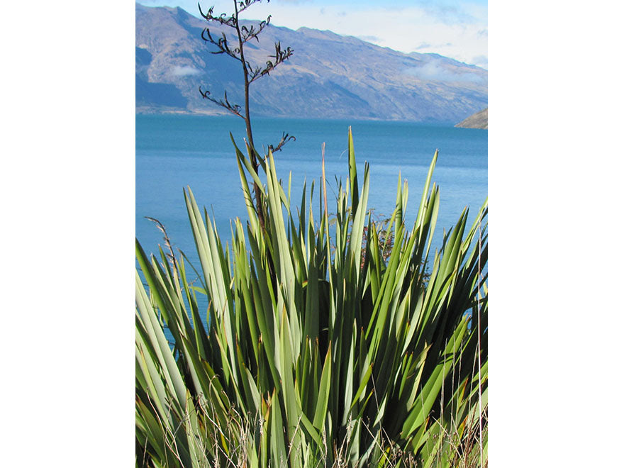 25x Harakeke - NZ Flax - $5.99 each