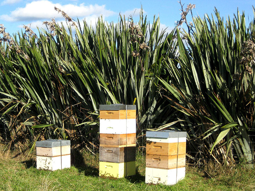 25x Harakeke - NZ Flax - $5.99 each