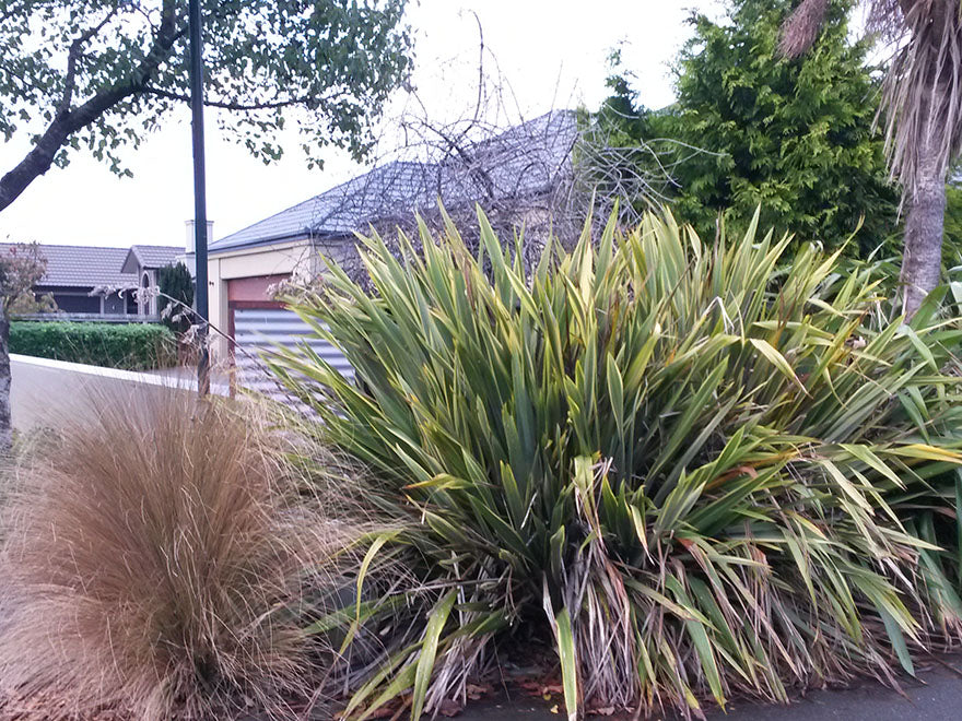 25x Harakeke - NZ Flax - $5.99 each