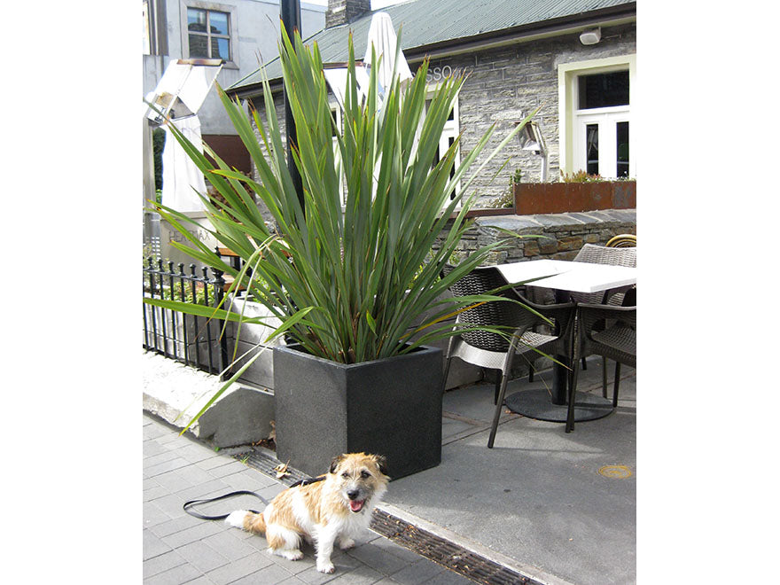 25x Harakeke - NZ Flax - $5.99 each