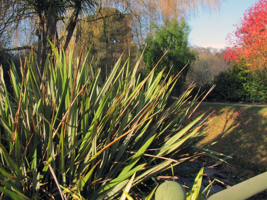 25x Harakeke - NZ Flax - $5.99 each