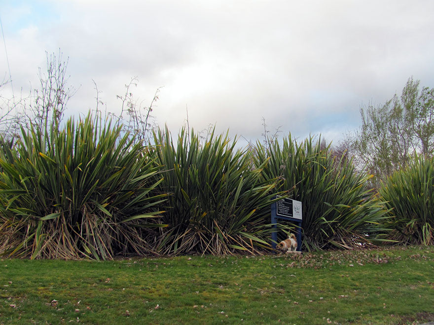 25x Harakeke - NZ Flax - $5.99 each