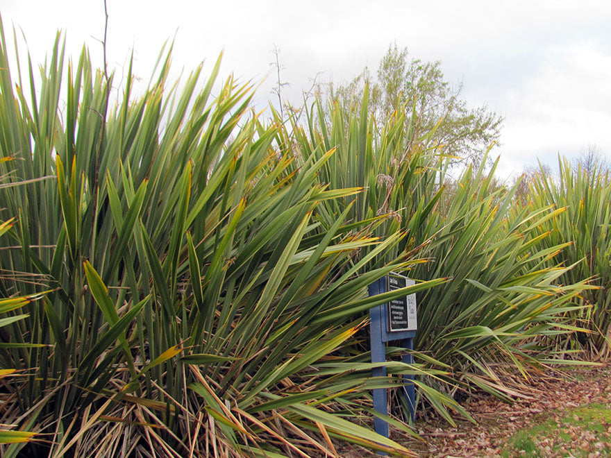 25x Harakeke - NZ Flax - $5.99 each