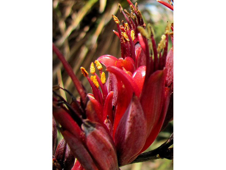100x Harakeke - NZ Flax - $4.99 each