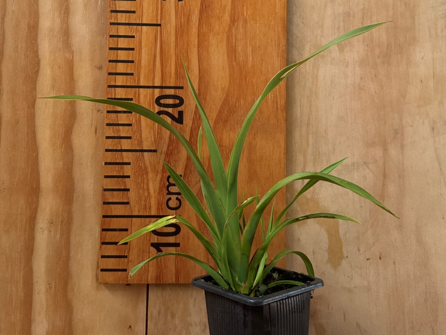 Phormium Tenax Green