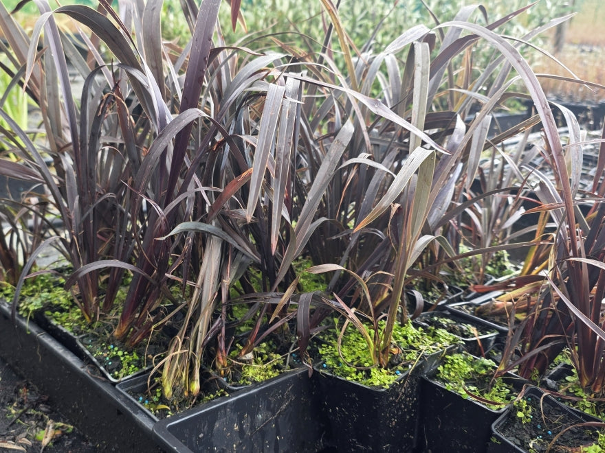 10x Purple Harakeke - Flax - $1.99 each