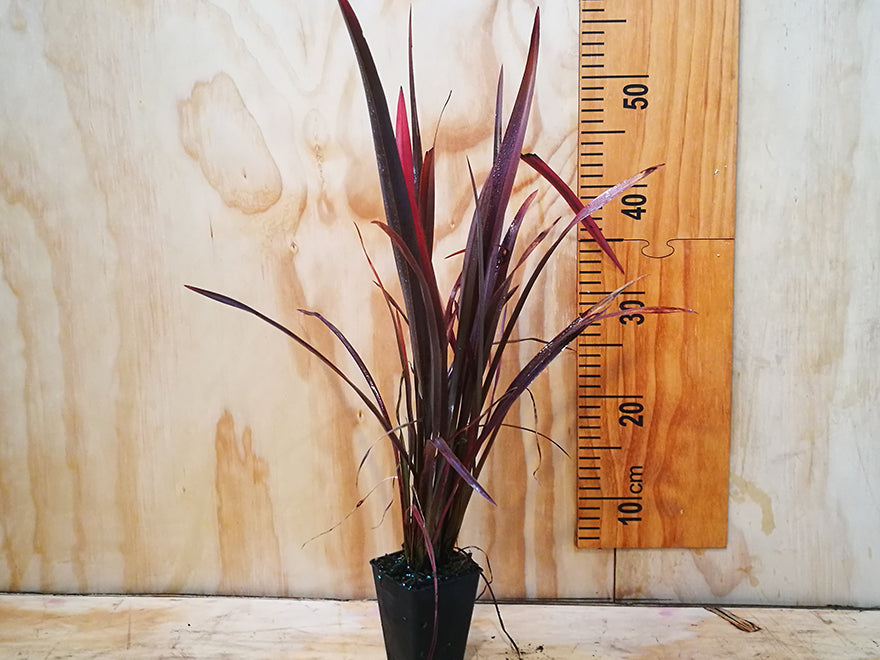 25x Purple Harakeke - $4.99 each