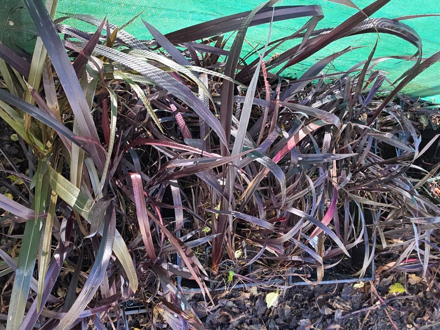 10x Purple Harakeke - Flax - $1.99 each