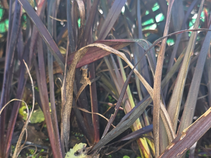 10x Purple Harakeke - Flax - $1.99 each