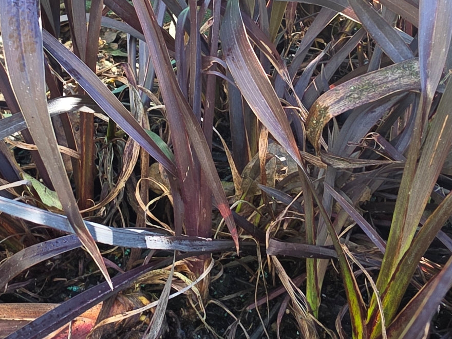 10x Purple Harakeke - Flax - $1.99 each