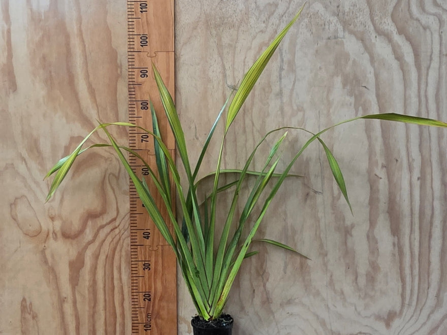 Phormium Yellow Wave