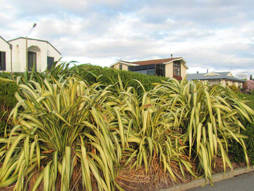 Phormium Yellow Wave